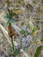Image result for Cuscuta approximata