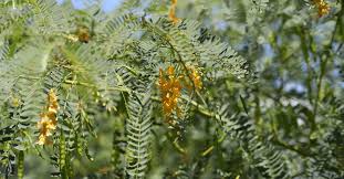 Image result for Sesbania