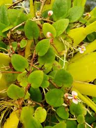 Image result for Begonia elaeagnifolia