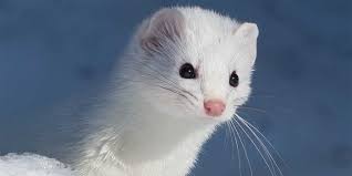 Image result for Ermine 1958 Imperial