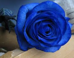 Blue Gift Of Roses And Personal Notes On Petals