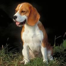 We are a small hobby kennel located in southwest washington, just north of portland, oregon. Puppyfind Beagle Puppies For Sale