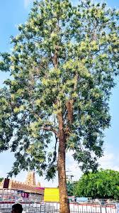 Image result for Viridivia suberosa