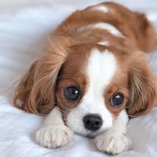 Maybe you would like to learn more about one of these? Tiniest Cavalier Puppy Nessa Cute Dogs And Puppies Cute Baby Dogs Super Cute Puppies