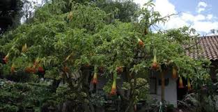 La burundanga (o escopolamina) es una nueva droga que ha sido reportada por una característica inquietante: Retiran Plantas De Burundanga De Un Jardin Comunitario En Madrid Publico