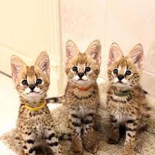 pin by ponews on 頭條新聞 animals pets cats