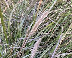 Image result for Cenchrus macrourus