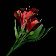 Glow In The Dark Alstroemeria By Magda Indigo Photo 273156877 500px Alstroemeria Forever Flowers Flowers Photography
