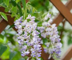 Image result for Virectaria