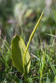 Image result for Ophioglossum vulgatum