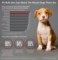 Pit Bulls Are Just About The Nicest Dogs There Are Life