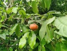 Image result for Napoleonaea