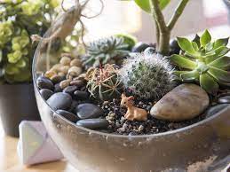 You see, there are lots of factors that can affect how often you should water. How To Make A Terraarium Begginers Ultimate Guide Realestate Com Au