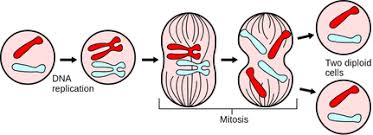 Meiosis can be defined as a witty understatement that belittles or dismisses something or somebody; Mitosis And Meiosis Biology Notes For Igcse 2014