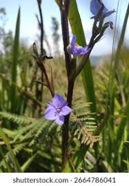 Image result for Aristea abyssinica