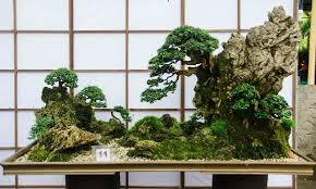 Jenis Bonsai Untuk Paludarium Dan Akuarium Beserta Rujukan Gambarnya Cara Ternak Ikan