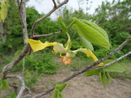 Image result for Monodora grandidieri