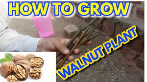 An english walnut is a large tree, reaching maturity at 60 feet after 20 years of growth. Growing Walnut Trees From Seed Fast How To Grow Walnuts Youtube