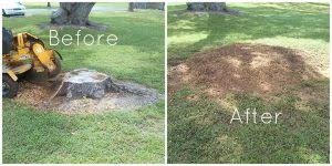 We did not find results for: Tree And Stump Removal Services Shawn Chesney Home Inspections
