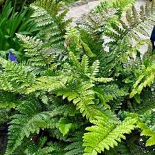 Christmas Fern Christmas Fern Shade Plants Woodland Plants