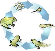 What Is Evolutionary Development The Foresight Guide