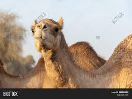 Camel racing has been part of arabian culture for generations, but the widespread use of robots as jockeys is giving the sport a modern twist. Camel Head Shot Image Photo Free Trial Bigstock