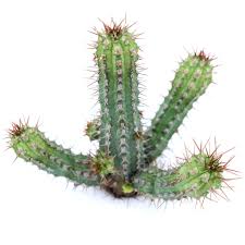 Image result for Euphorbia pfeilii