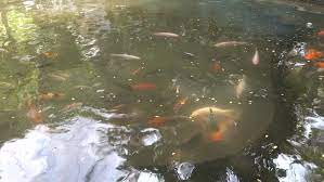 Concrete pond from above, top floor view down the side of a concrete building looking into a decorative water feature on the ground floor. Koi Fish Pond Overhead View Stock Footage Video 100 Royalty Free 18584669 Shutterstock