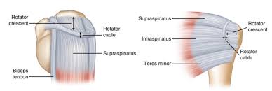 Image result for Rotator Cuff Rupture