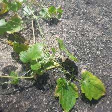 Image result for Clematis hirsuta