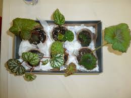 Image result for Begonia subscutata