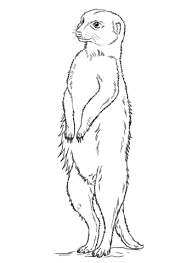 coloriage suricate debout coloriages a imprimer gratuits abeille maja