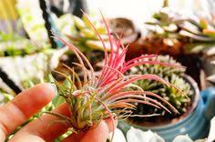 This is one of the most easily damaged parts of a plant. 10 Air Plant Tillandsia Ideas Tillandsia Air Plants Plants