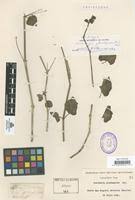 Image result for Commicarpus pilosus