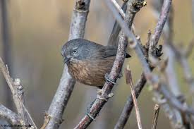 Image result for Caperonia serrata