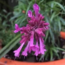 Previous product product 2 from 7 next product. Agastache Bolero Anise Hyssop Bolero In Gardentags Plant Encyclopedia