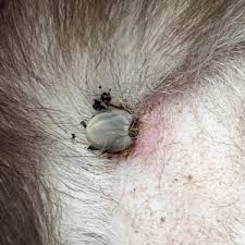 Image result for Tick Paralysis