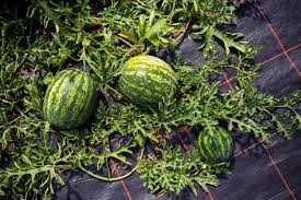 Allerdings ist die freude groß, wenn die beeindruckende frucht reif ist. Wassermelonen Pflanzen Pflegen Und Ernten Plant Happy