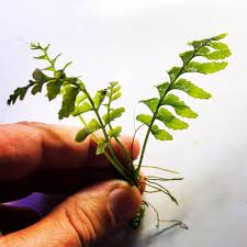 Image result for Asplenium normale