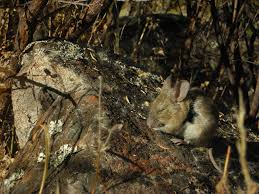 Image result for Dacryotrichia robinsonii