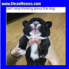 These funny animal memes are meant to brighten your day. 29 Funny Dog Memes 2018 Factory Memes