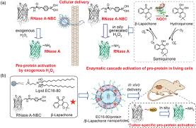 Check spelling or type a new query. In Vivo Activation Of Pro Protein Therapeutics Via Chemically Engineered Enzyme Cascade Reaction Ccs Chem