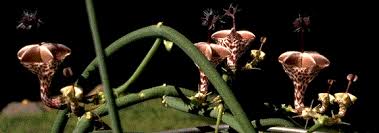 Image result for Ceropegia conrathii