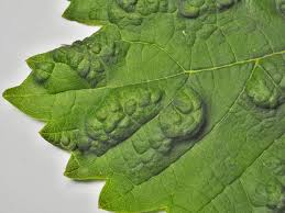 Image result for Colomerus vitis