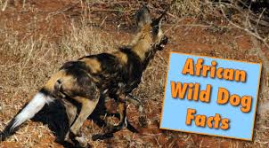 However, what is certain is that. African Wild Dog Facts Information From Active Wild