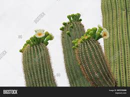 What happens if one of your saguaro cactus arm falls off? Top Three Arms On Image Photo Free Trial Bigstock