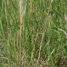 Image result for Aristida congesta