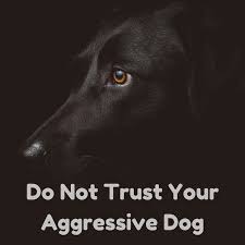 By olga alberti ( @olgaalberti ). Do Not Trust Your Aggressive Dog Spiritdog Training