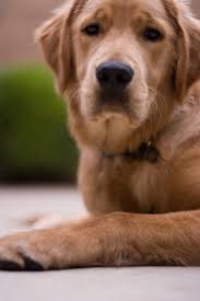 He Ll Be 3 This Month One Of My Favorite Pictures Of The Little Guy I Love Dogs Golden Retriever Dog Rules