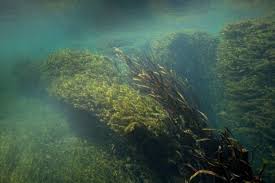 Image result for Hydrilla